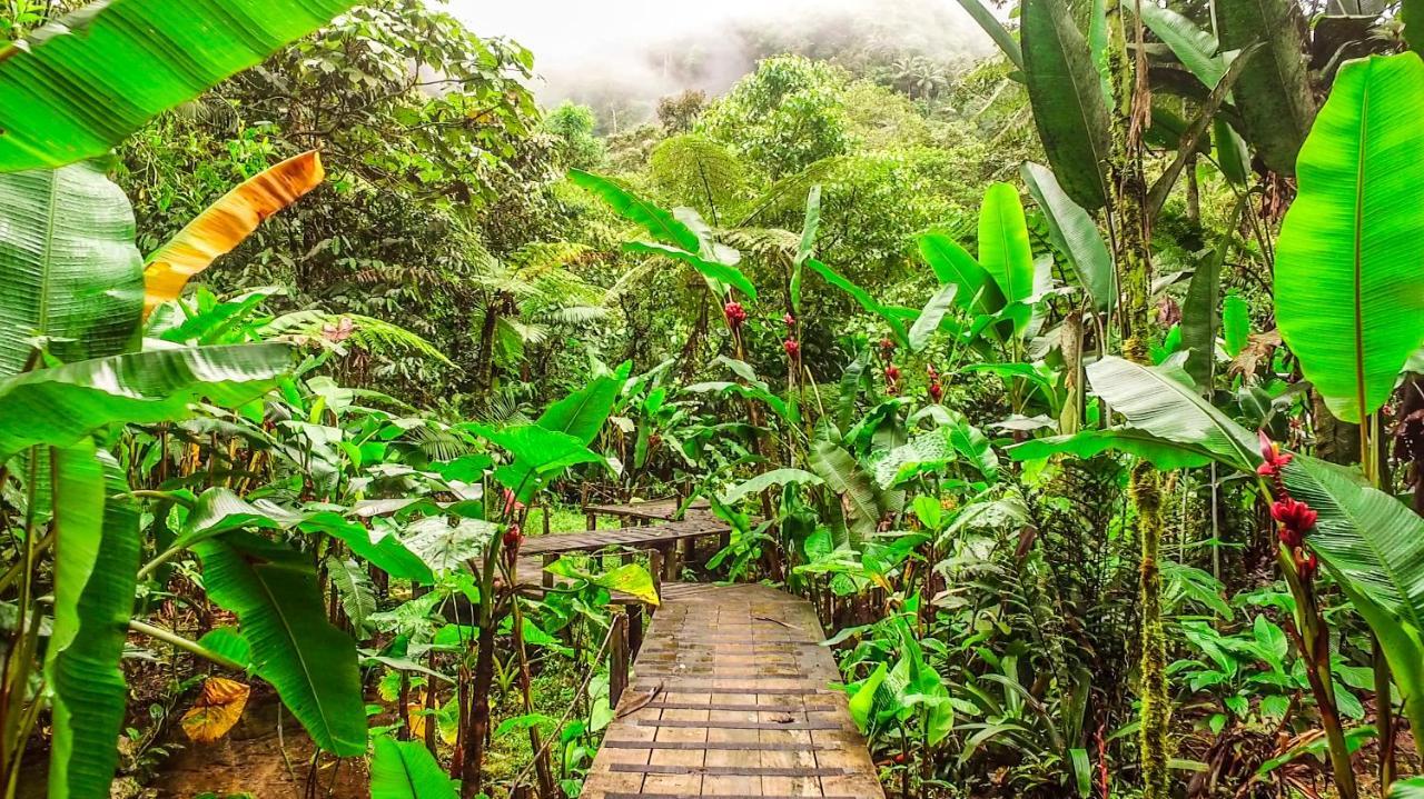 Mindo Garden Lodge And Wildlife Reserve Ngoại thất bức ảnh