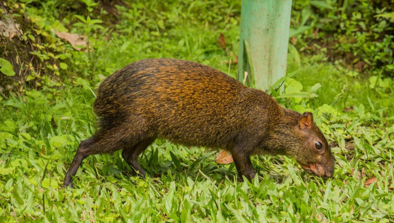 Mindo Garden Lodge And Wildlife Reserve Ngoại thất bức ảnh
